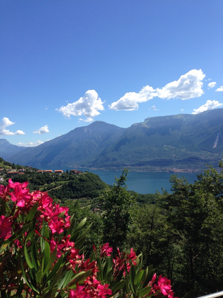 Fiori rosa con montagne